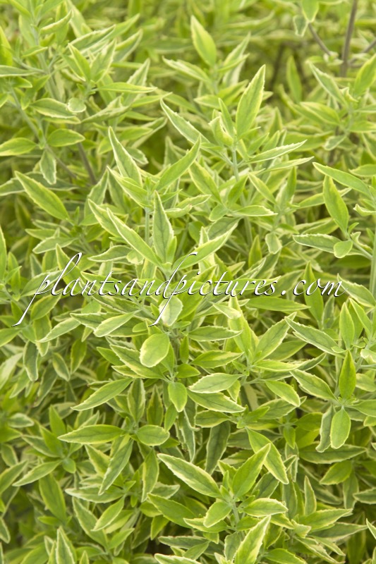 Prostanthera rotundifolia ‘Starlight’