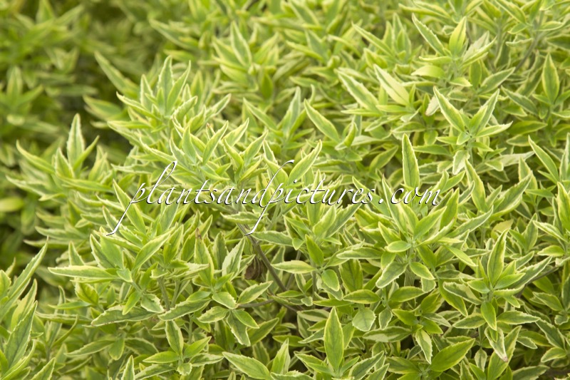 Prostanthera rotundifolia ‘Starlight’