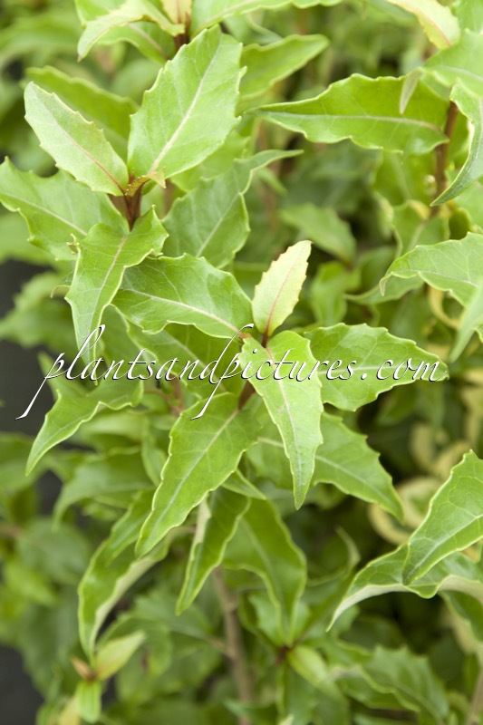 Olearia rani ‘Macrophylla’