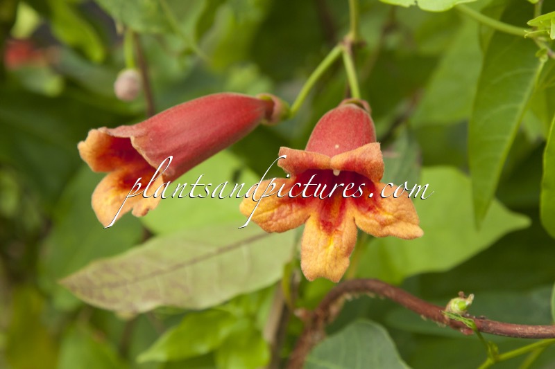 Bignonia capreolata