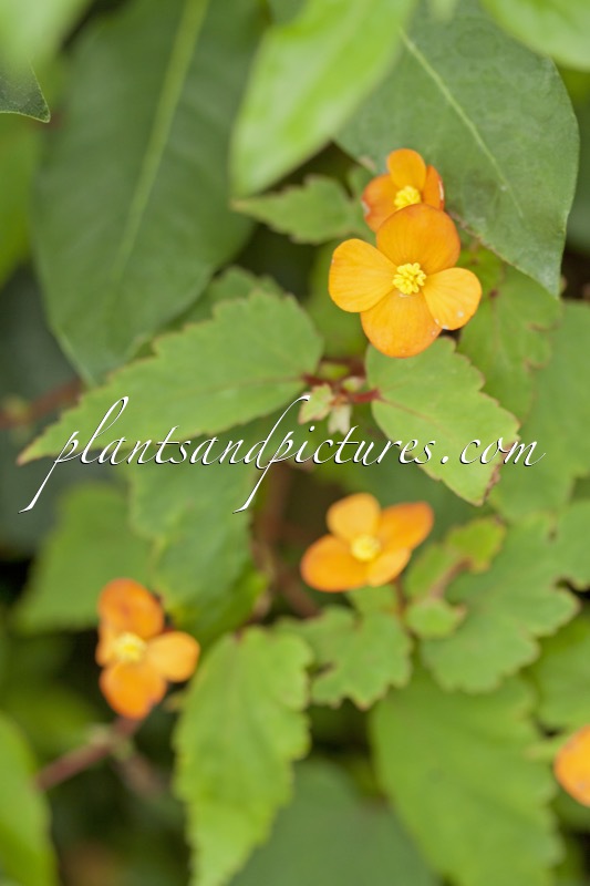 Begonia sutherlandii