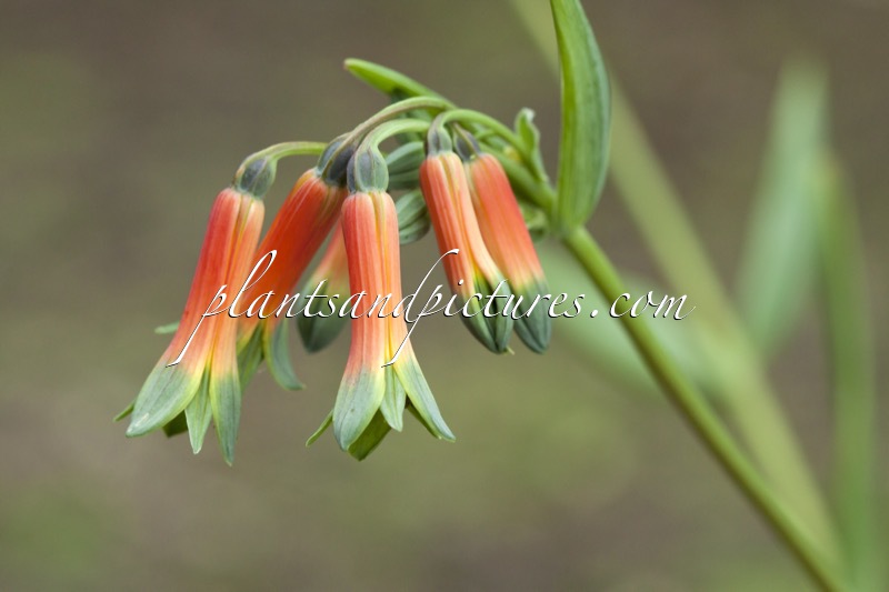 Alstroemeria isabellana