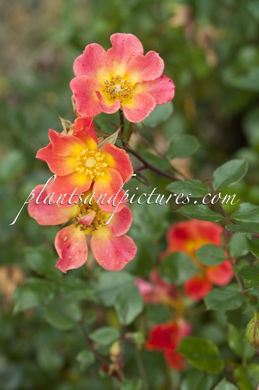 Rosa ‘Happy Chappy’