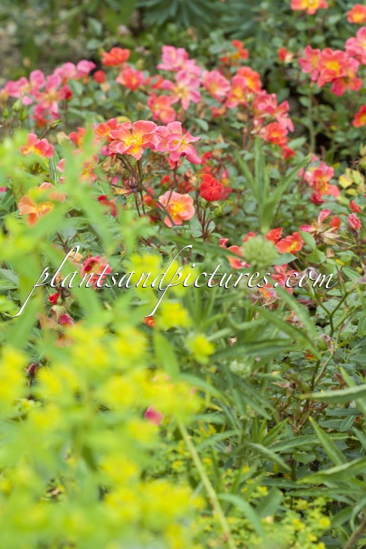 Rosa ‘Happy Chappy’