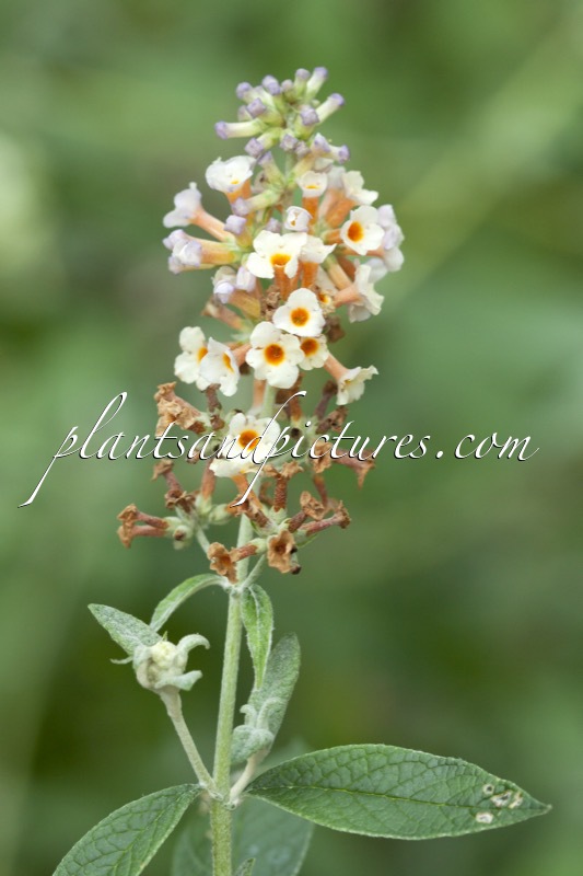 Buddleja weyeriana ‘Moonlight’