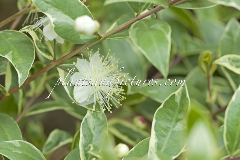 Myrtus communis ‘Variegata’