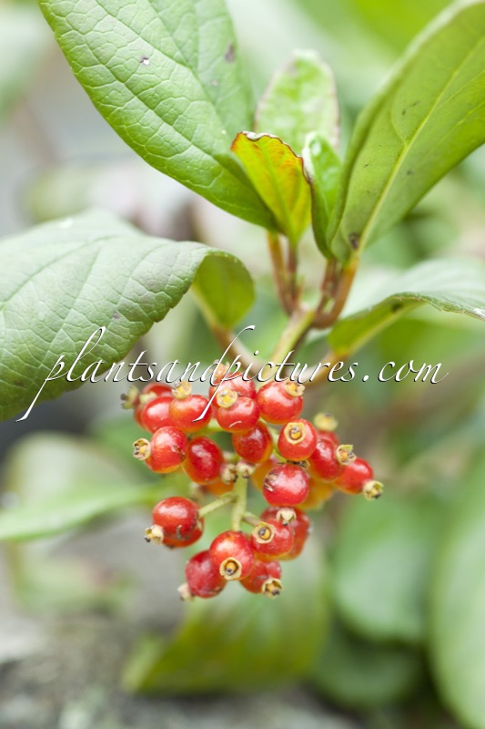 Viburnum suspensum