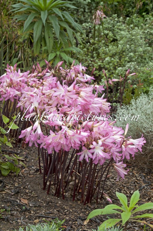 Amaryllis belladonna