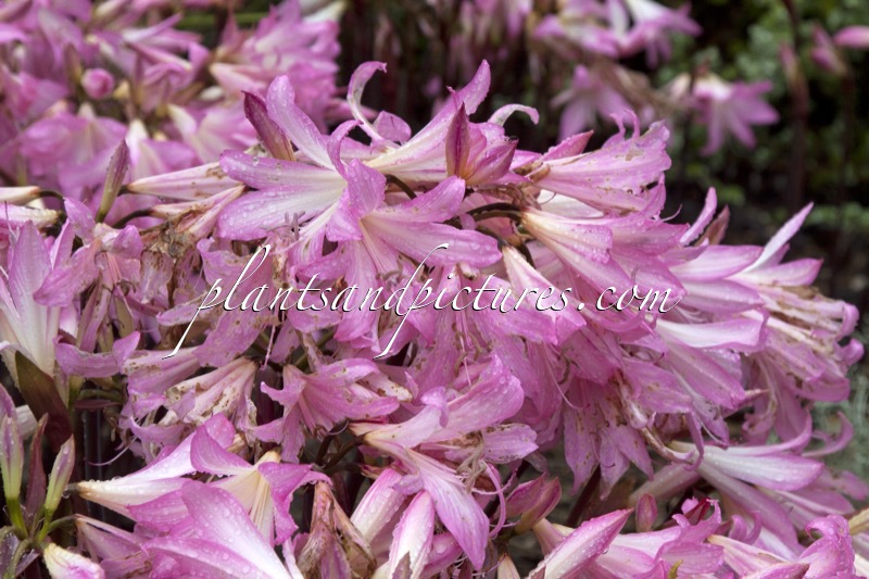 Amaryllis belladonna