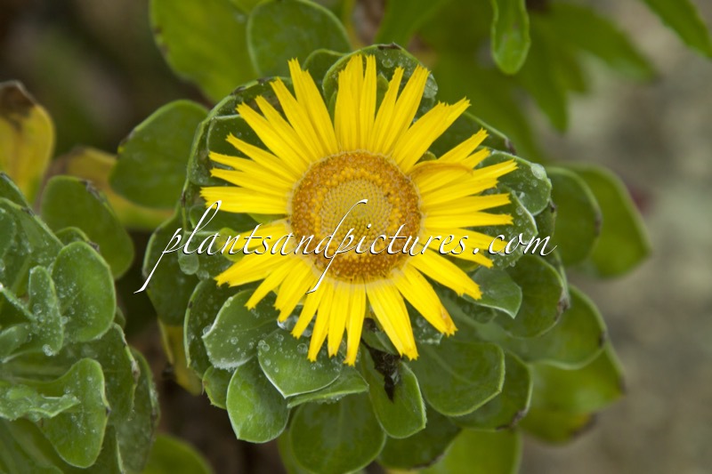 Asteriscus sericeus