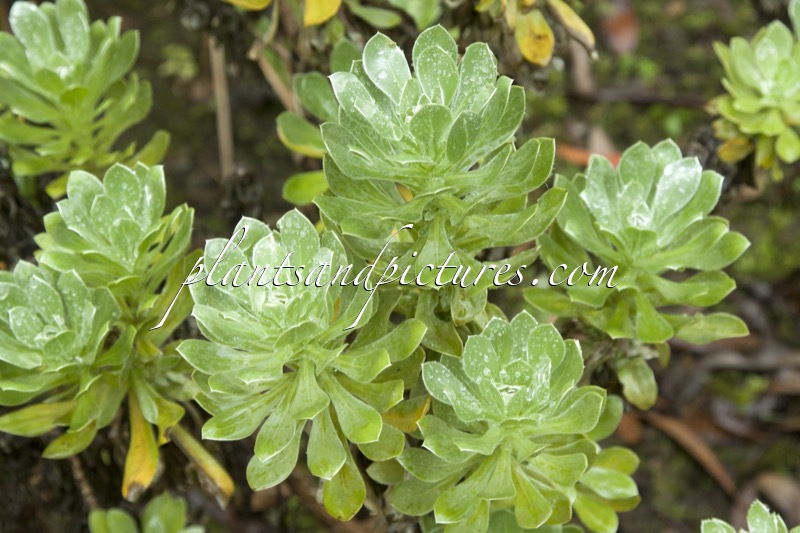 Asteriscus sericeus