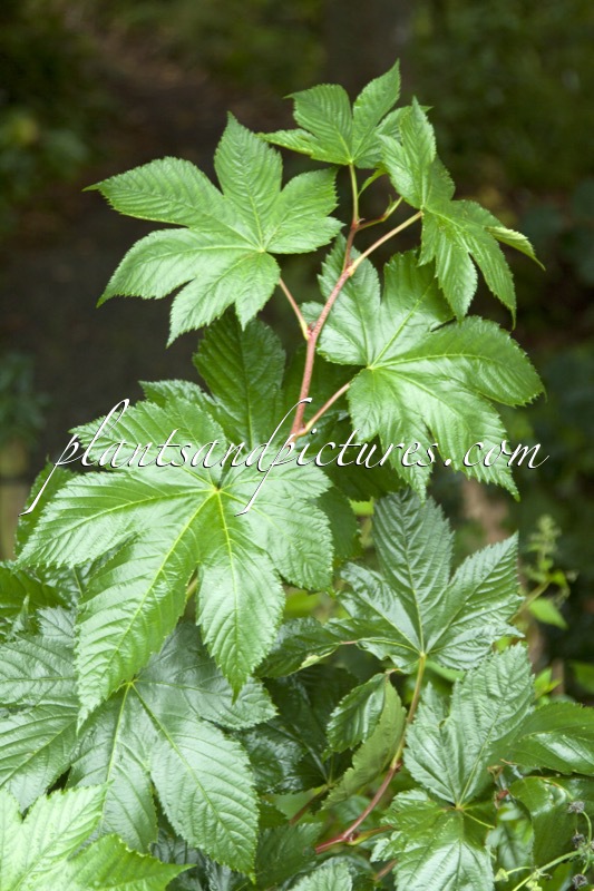 Rubus trifidus