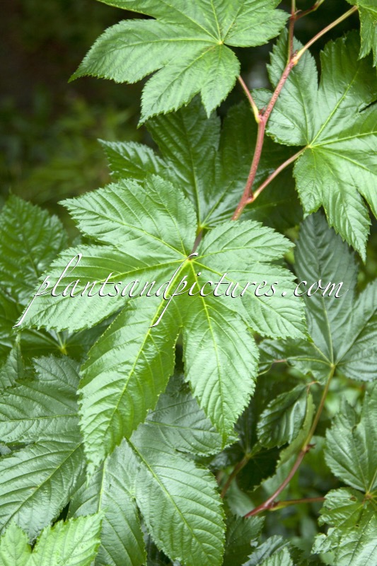 Rubus trifidus