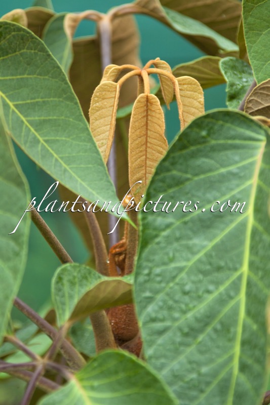 Schefflera macrophylla