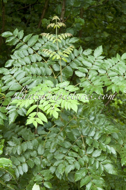 Aralia decaisneana