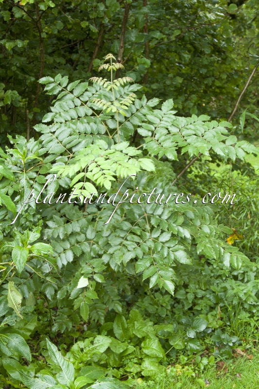Aralia decaisneana