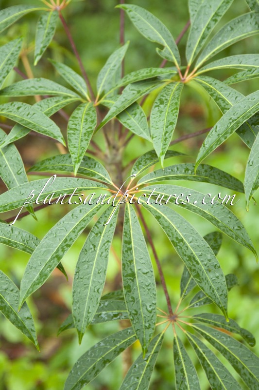 Schefflera taiwaniana