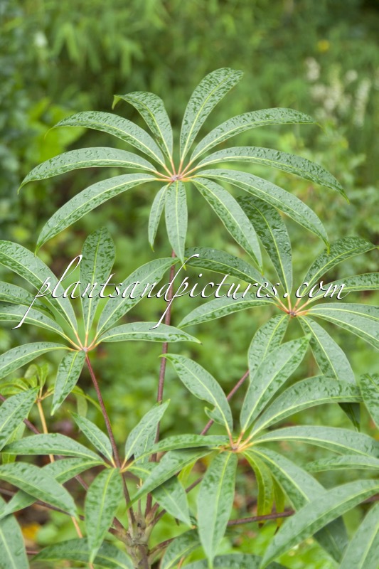 Schefflera taiwaniana