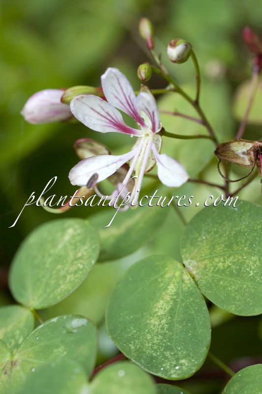 Bauhinia yunnanensis