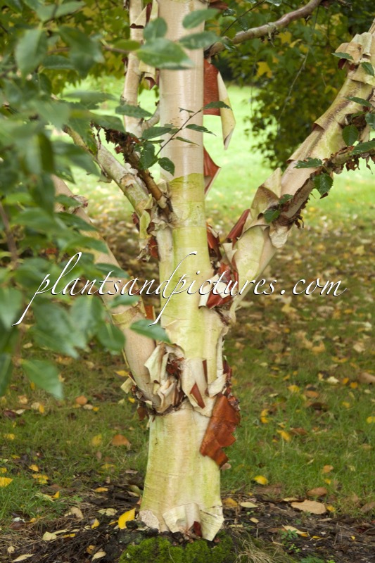 Betula ermanii