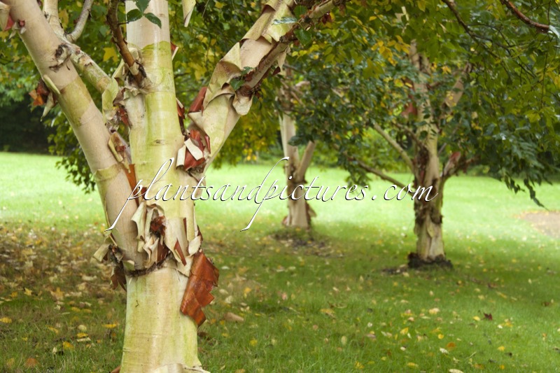 Betula ermanii