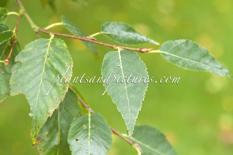 Betula ermanii