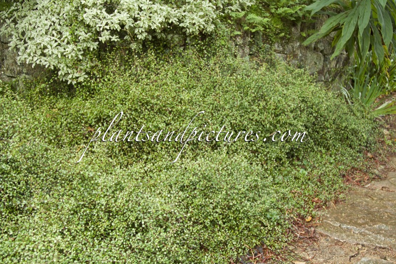 Muehlenbeckia complexa