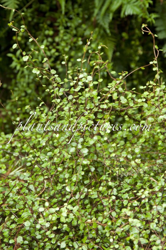 Muehlenbeckia complexa