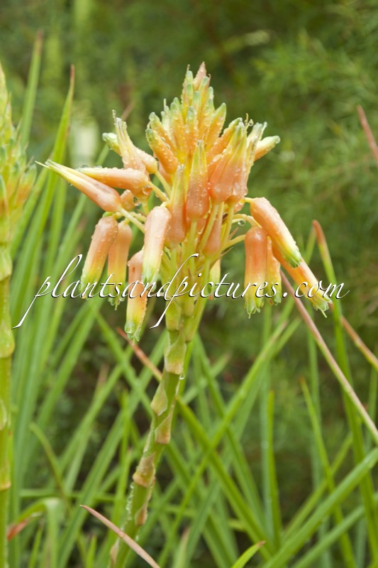 Aloe cooperi
