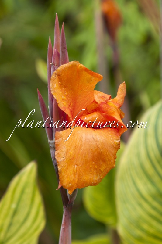 Canna ‘Bengal Tiger’