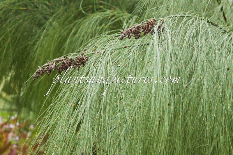 Cannomois virgata