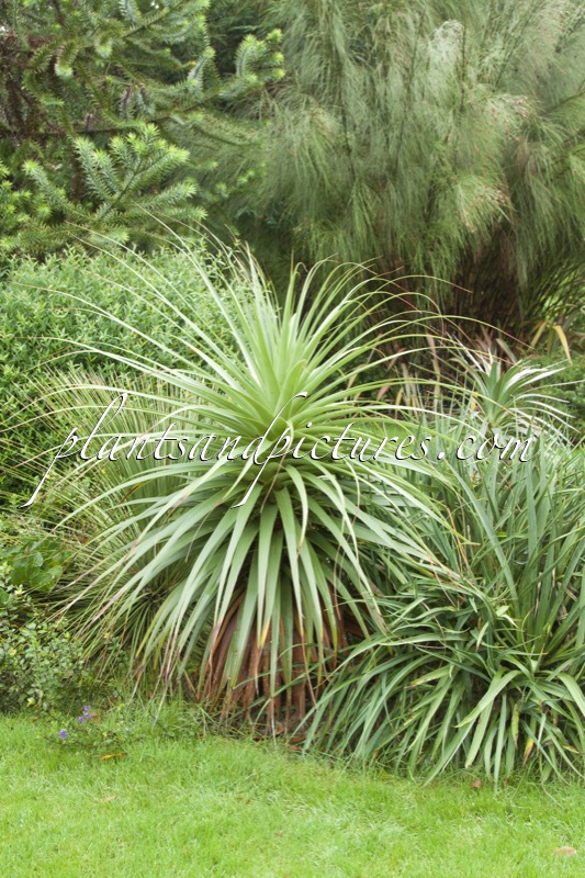 Richea pandanifolia