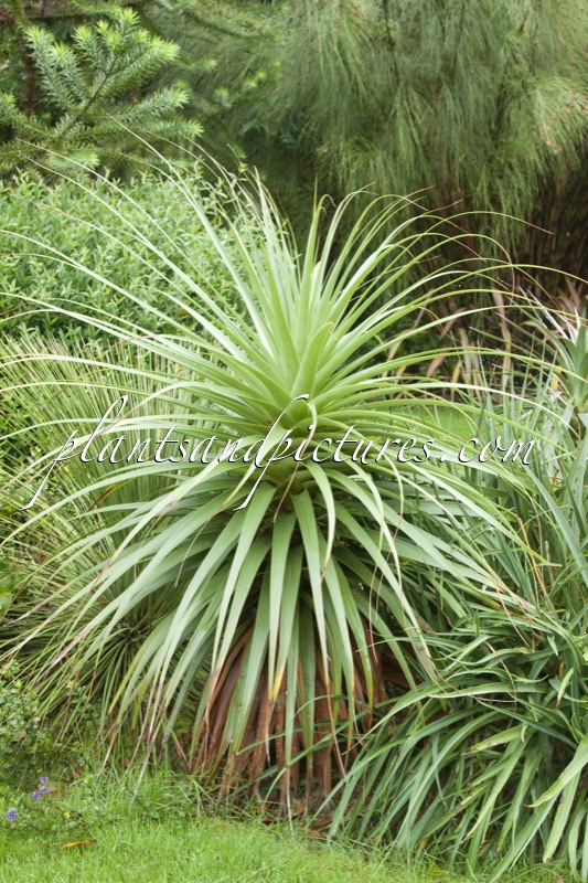 Richea pandanifolia