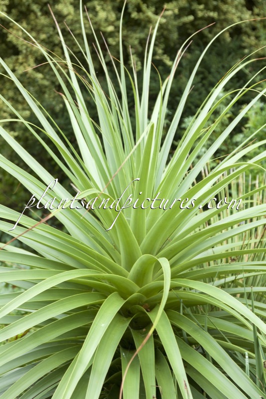 Richea pandanifolia