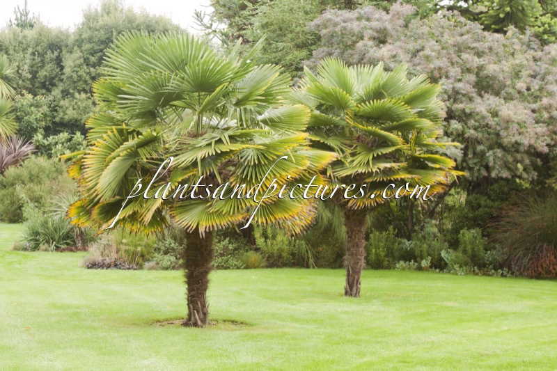 Trachycarpus wagnerianus