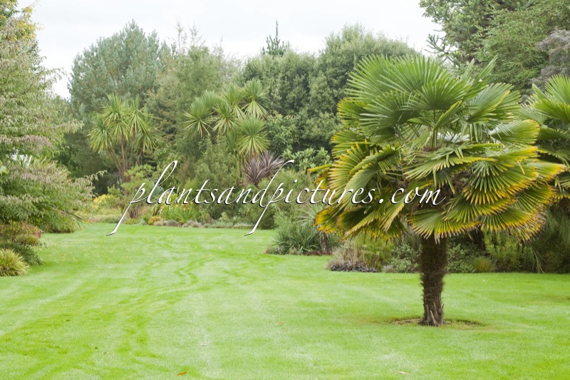 Trachycarpus wagnerianus