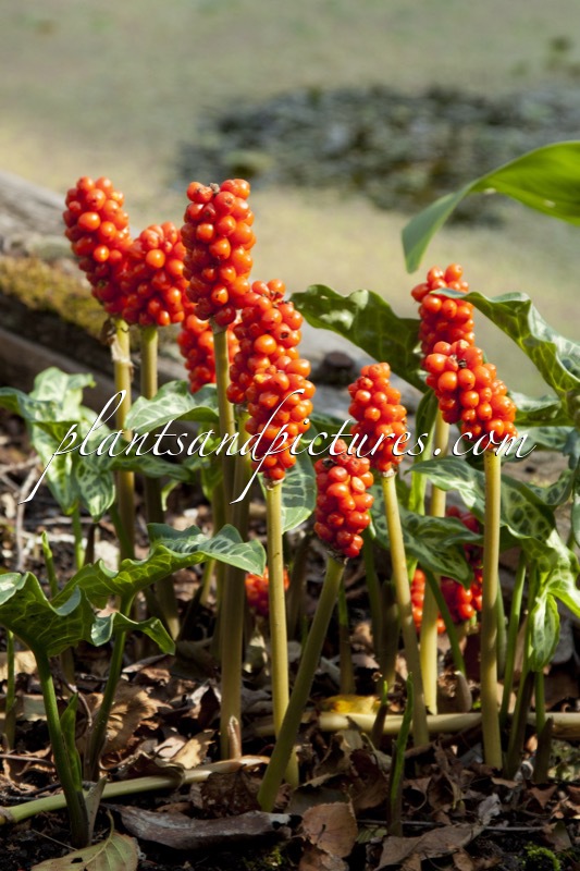 Arum italicum