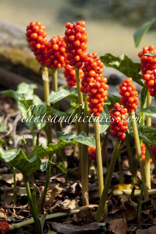 Arum italicum