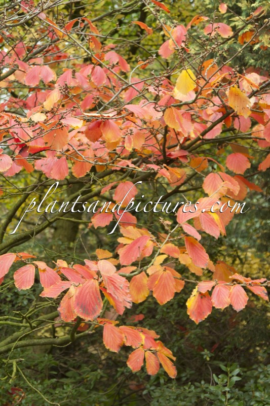 Hamamelis intermedia ‘Vesna’