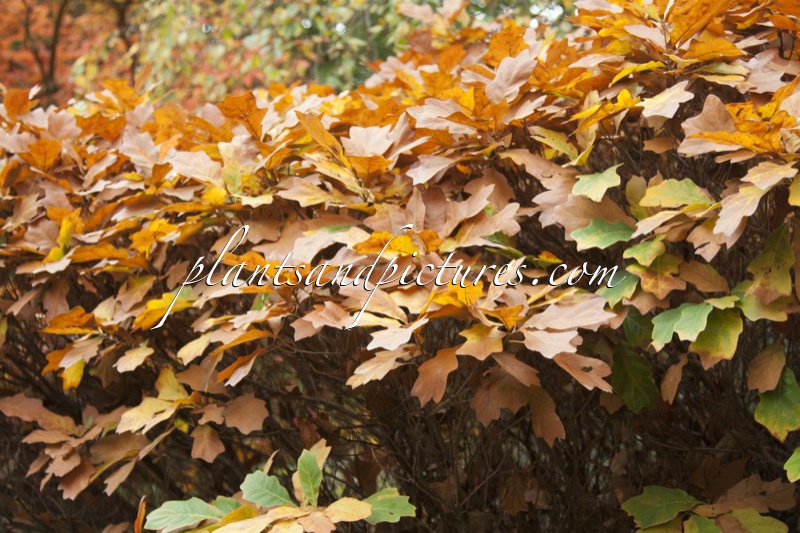 Quercus ilicifolia ‘Trump Ball’