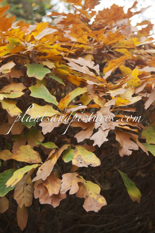 Quercus ilicifolia ‘Trump Ball’