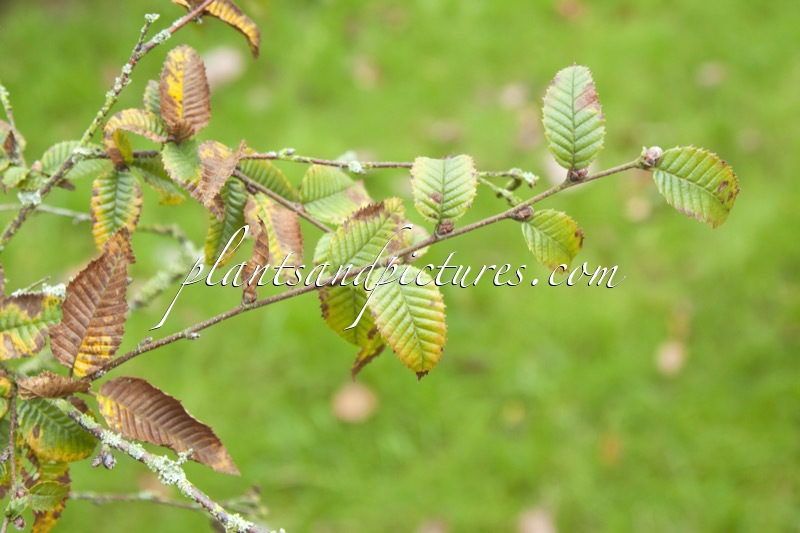 Betula potaninii