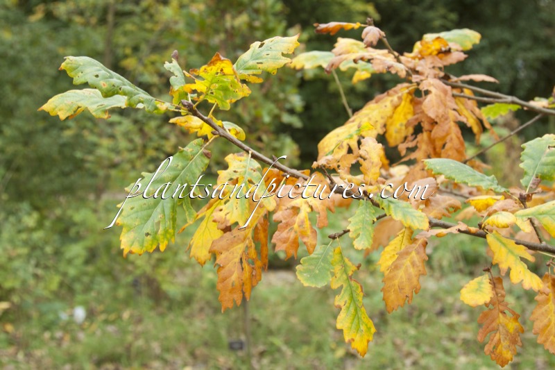 Quercus hartwissiana