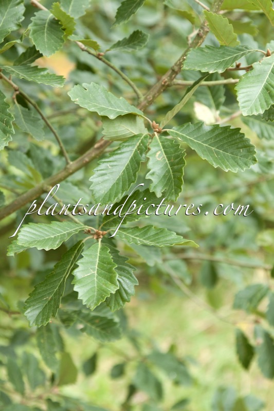 Quercus petraea subsp. iberica