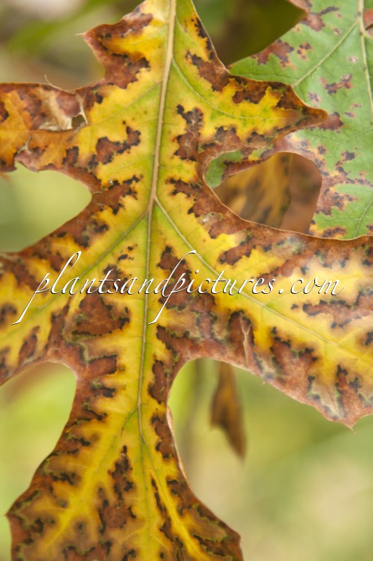 Quercus ellipsoidalis x Quercus coccinea