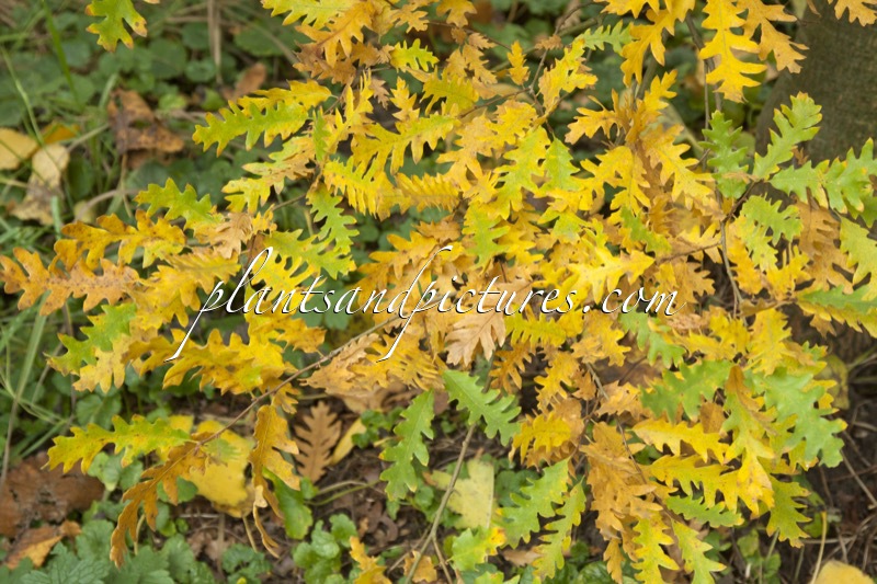 Quercus cerris ‘Asekesi’