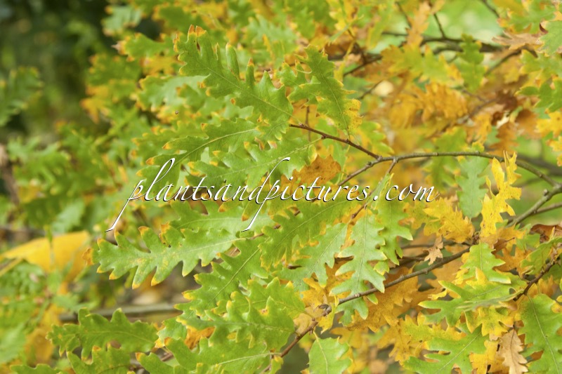 Quercus cerris ‘Asekesi’