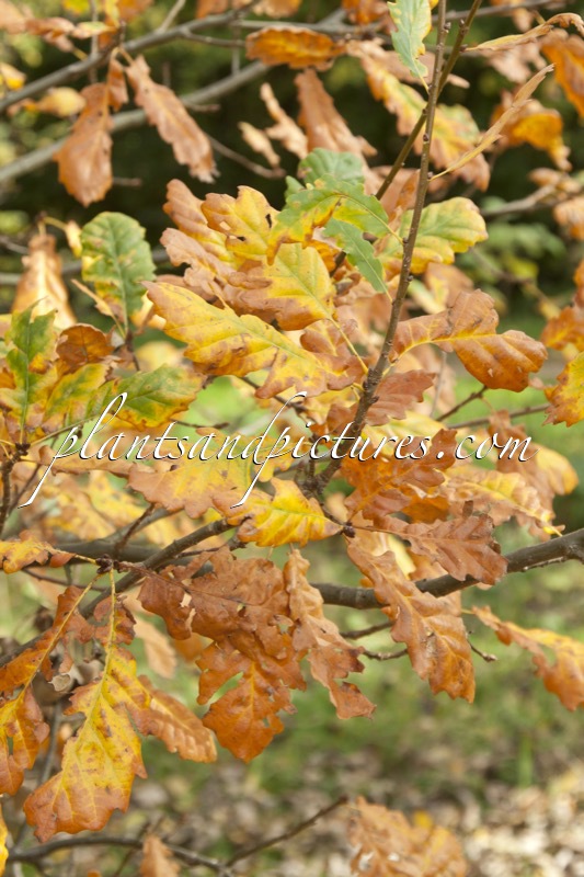 Quercus hartwissiana