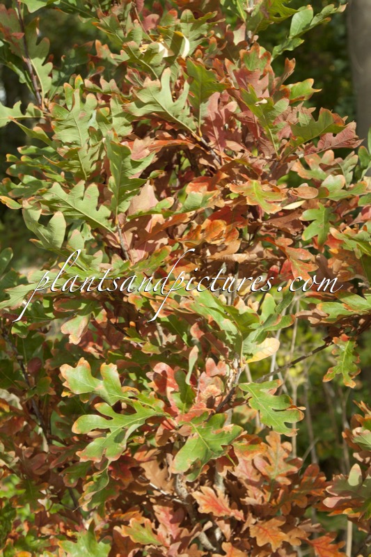 Quercus bimundorum ‘Crimschmidt’ (CRIMSON SPIRE)