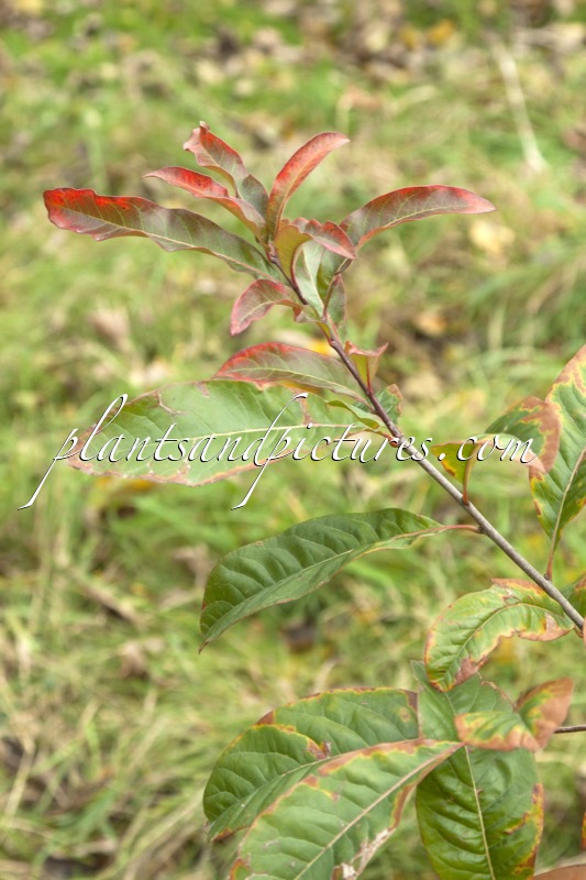 Quercus oglethorpensis